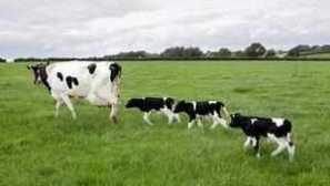 Kolik mléka dává krávu denně